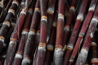 A close-up view of a group of sugarcane stalks featuring rich purplish-brown hues with a dusty white appearance at the nodes. The stalks are tightly packed together, showing their natural texture and cylindrical shape.