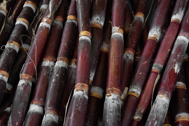 A close-up view of a group of sugarcane stalks featuring rich purplish-brown hues with a dusty white appearance at the nodes. The stalks are tightly packed together, showing their natural texture and cylindrical shape.