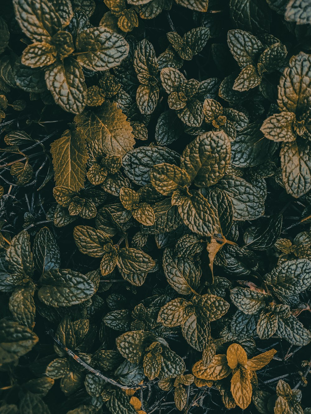 selective focus photography of green-leafed plant