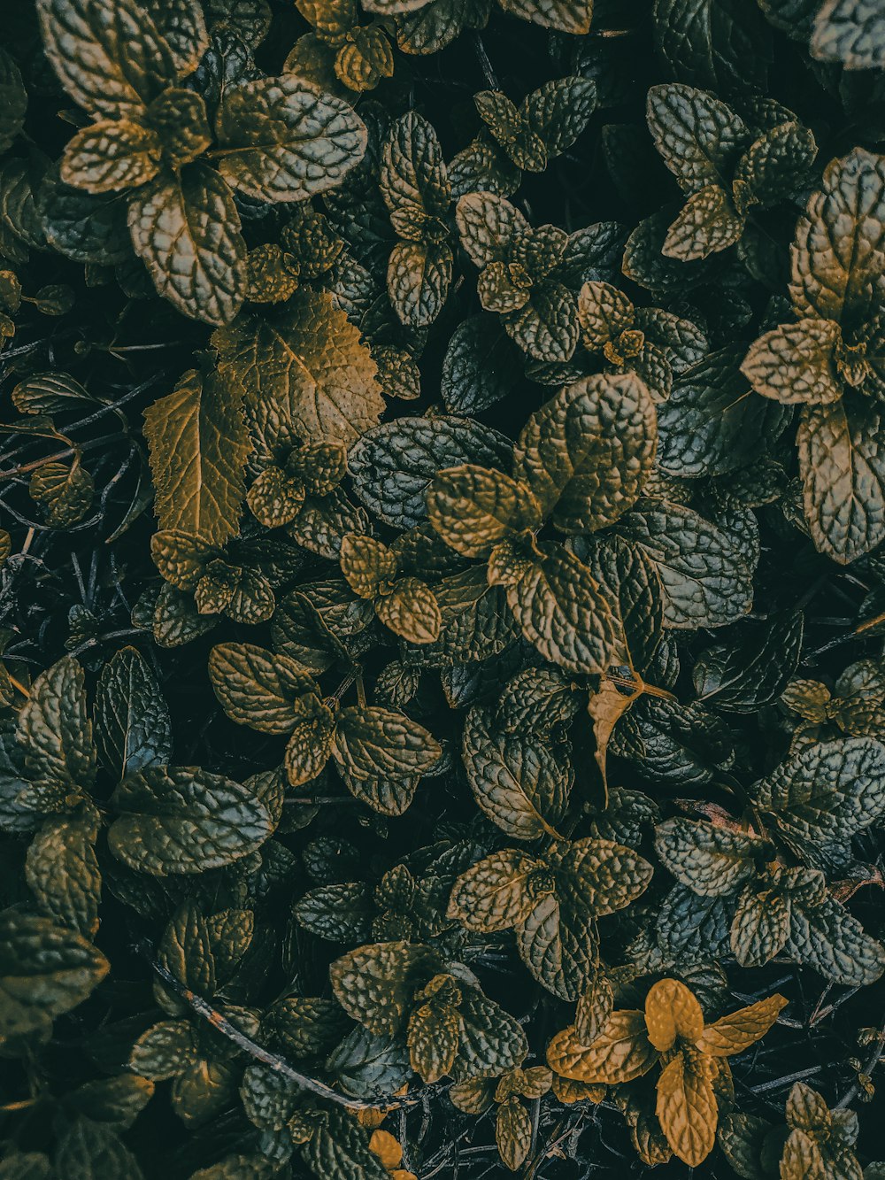 Photographie sélective de la plante à feuilles vertes