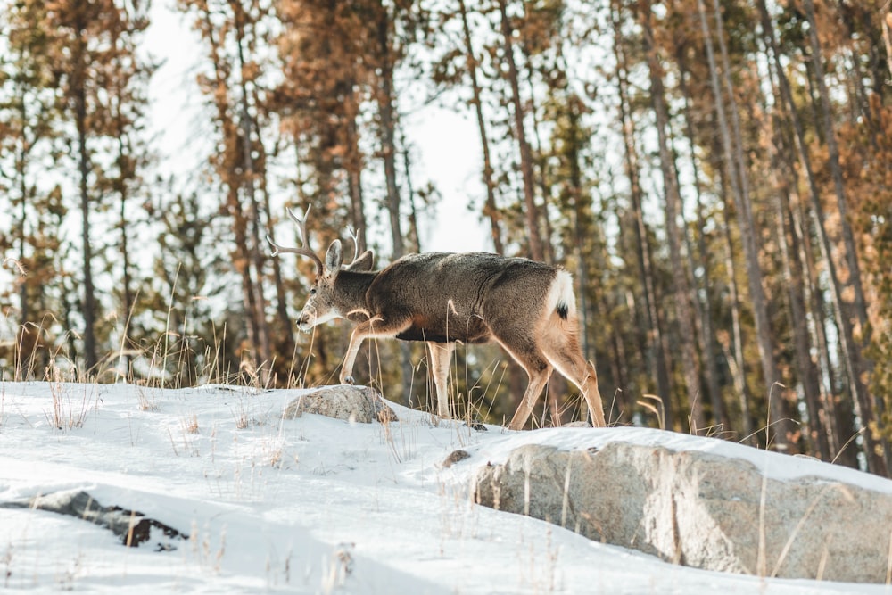 brown and black animal standing on rock during daytime