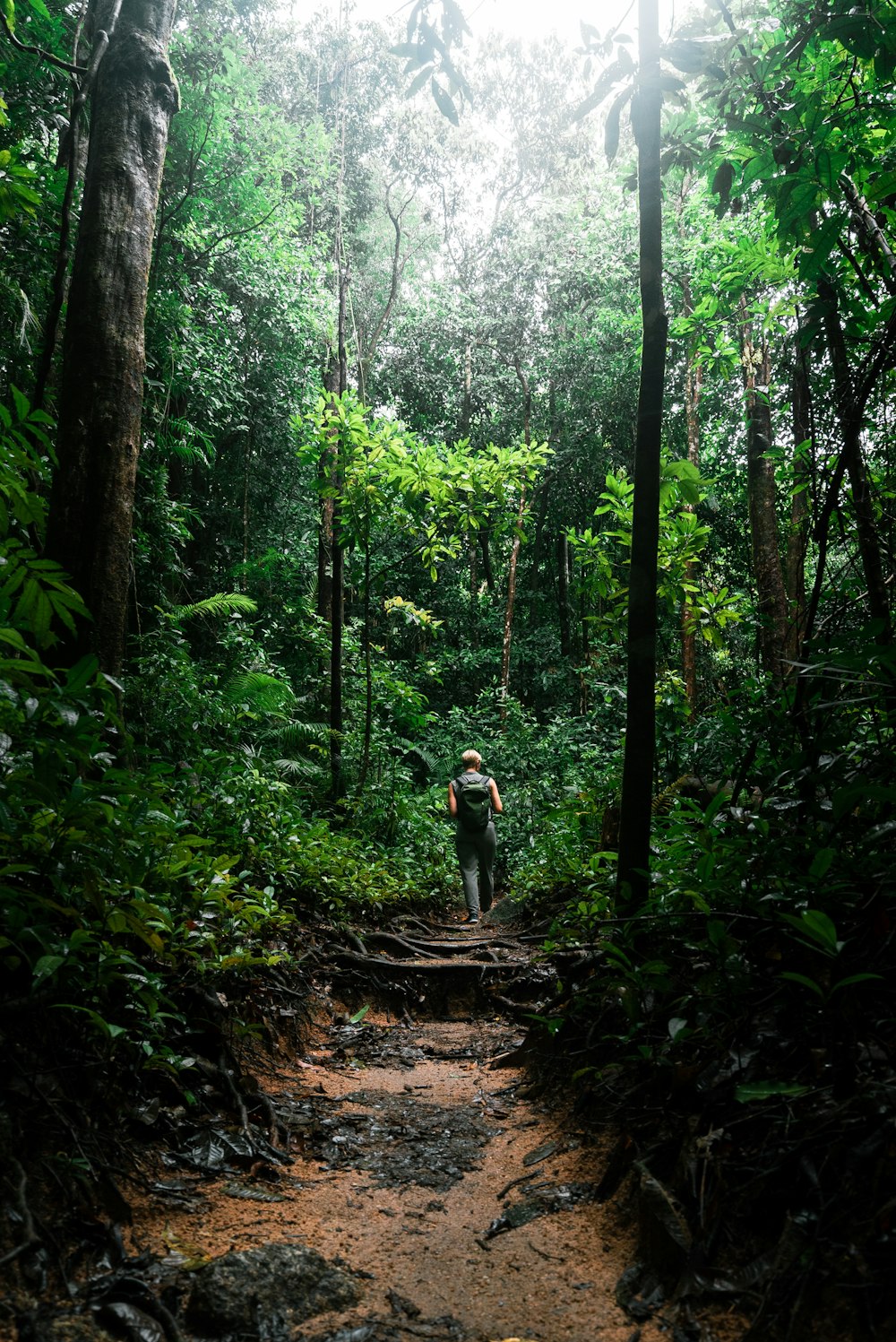 person walking in forest