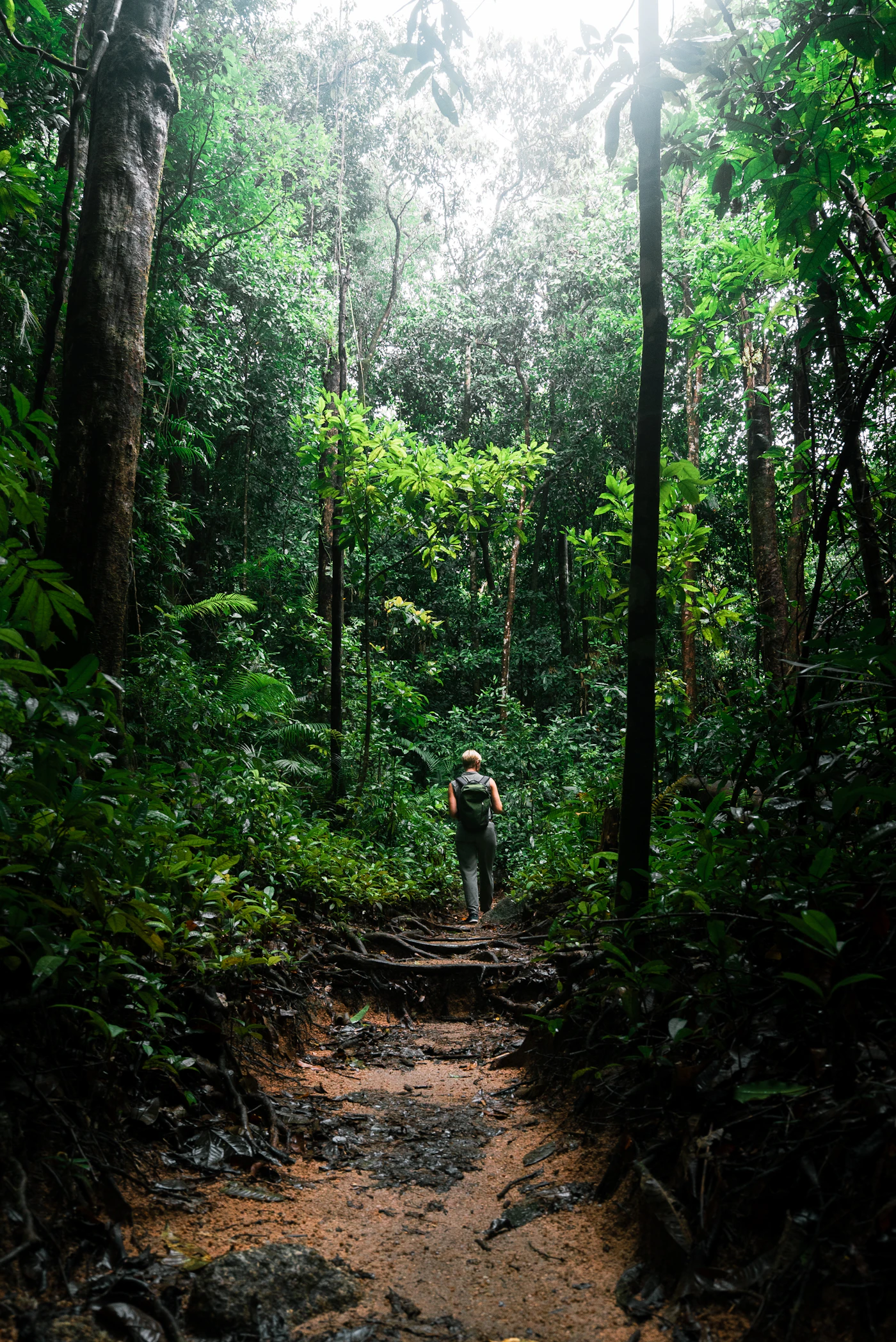 Person geht durch einen grünen Wald als Symbol für ruhige Bewegung nach dem Rauchstopp
