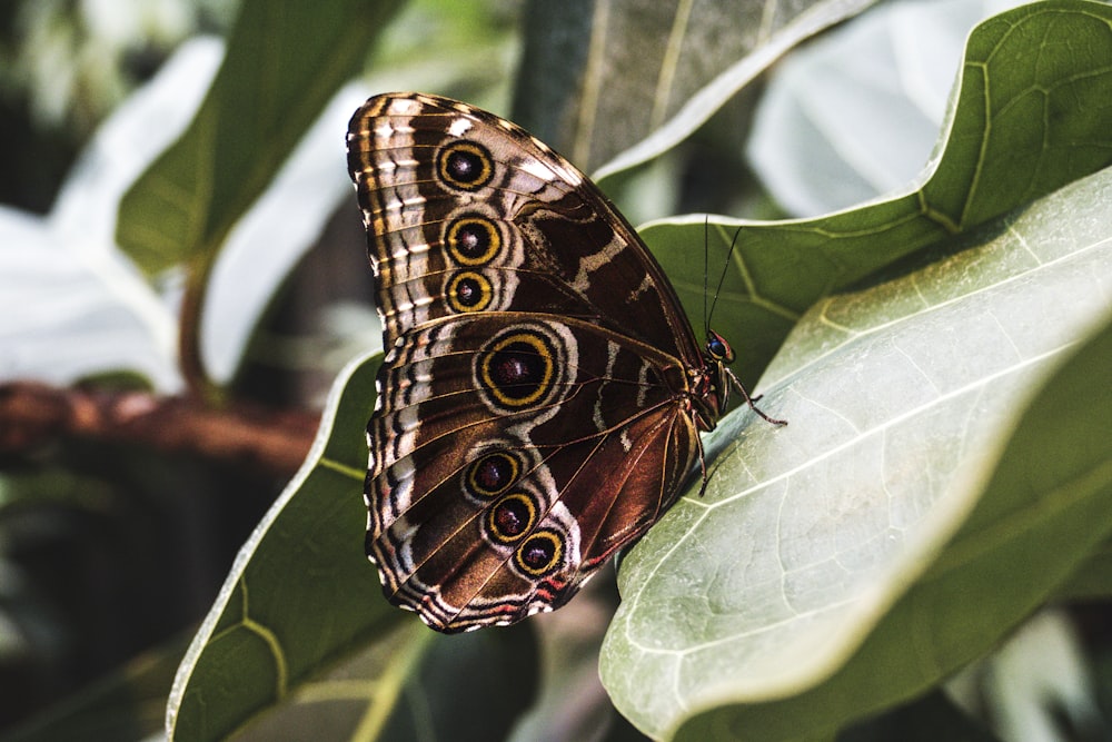 brown butterfly on green leaf