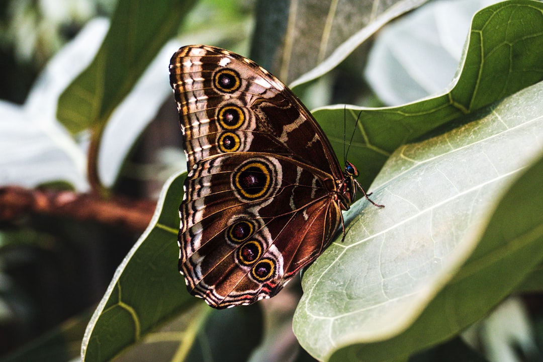 brown butterfly on green leaf