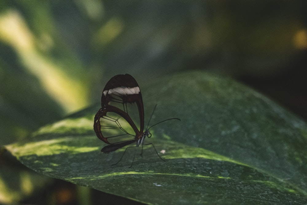 glass winged butterfly perched on green leaf