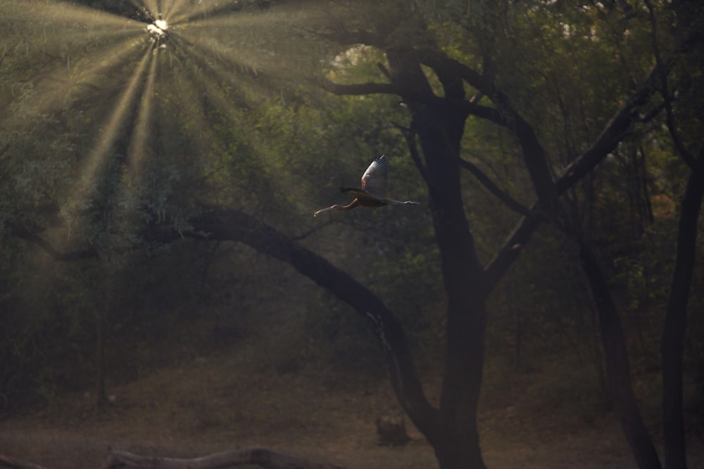 tree under rays