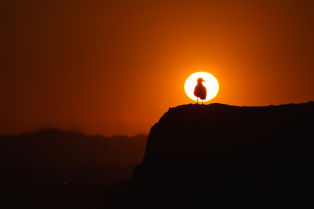 Silhueta do pássaro na rocha durante a hora dourada