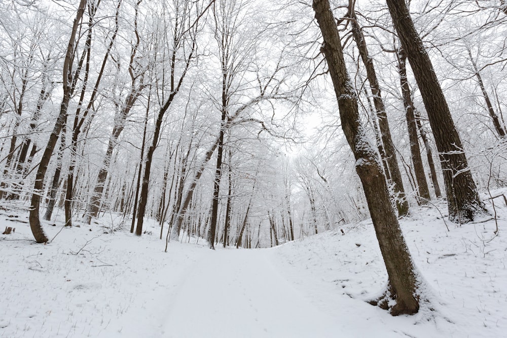 árvores castanhas nuas cobertas de neve durante o dia