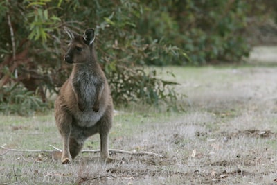 shallow focus photo of brown kangaroo near plants during daytime mammal teams background