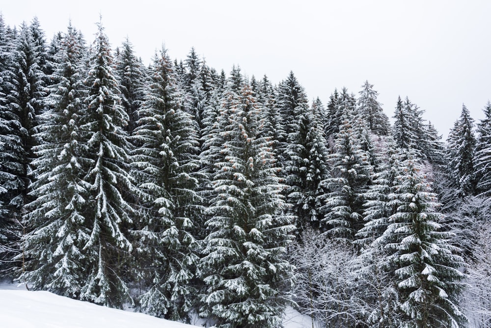 aerial photography of pine tree