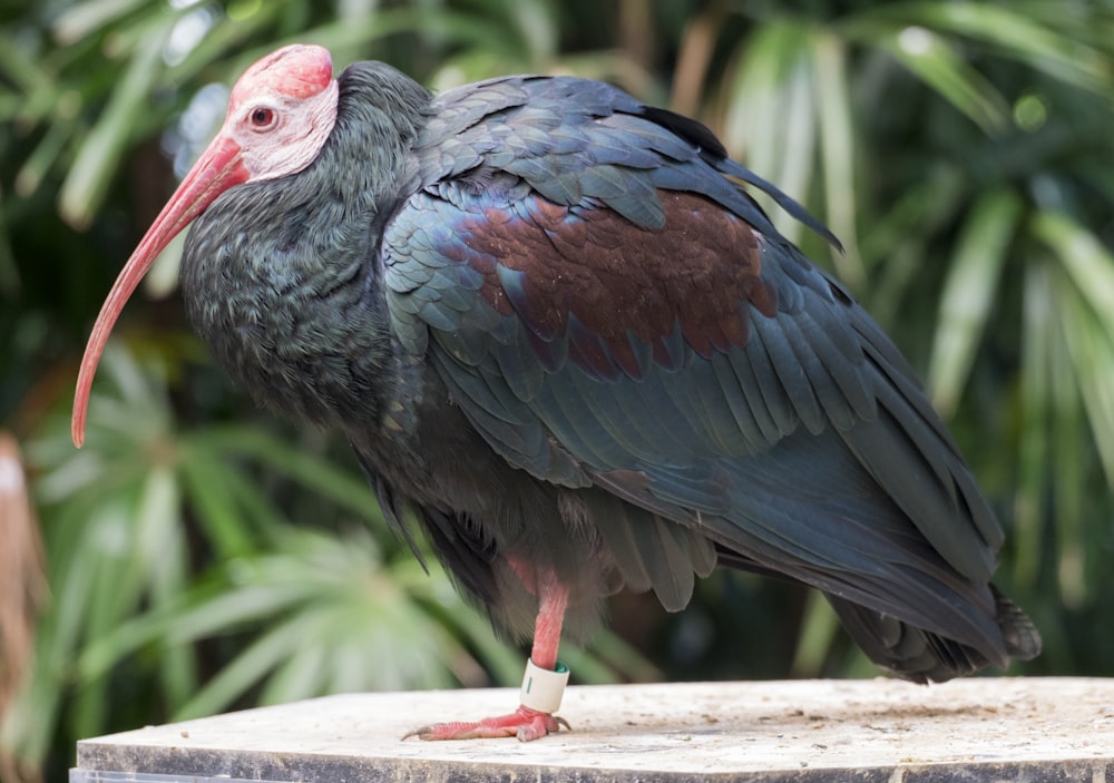 selective focus photography of bald ibis