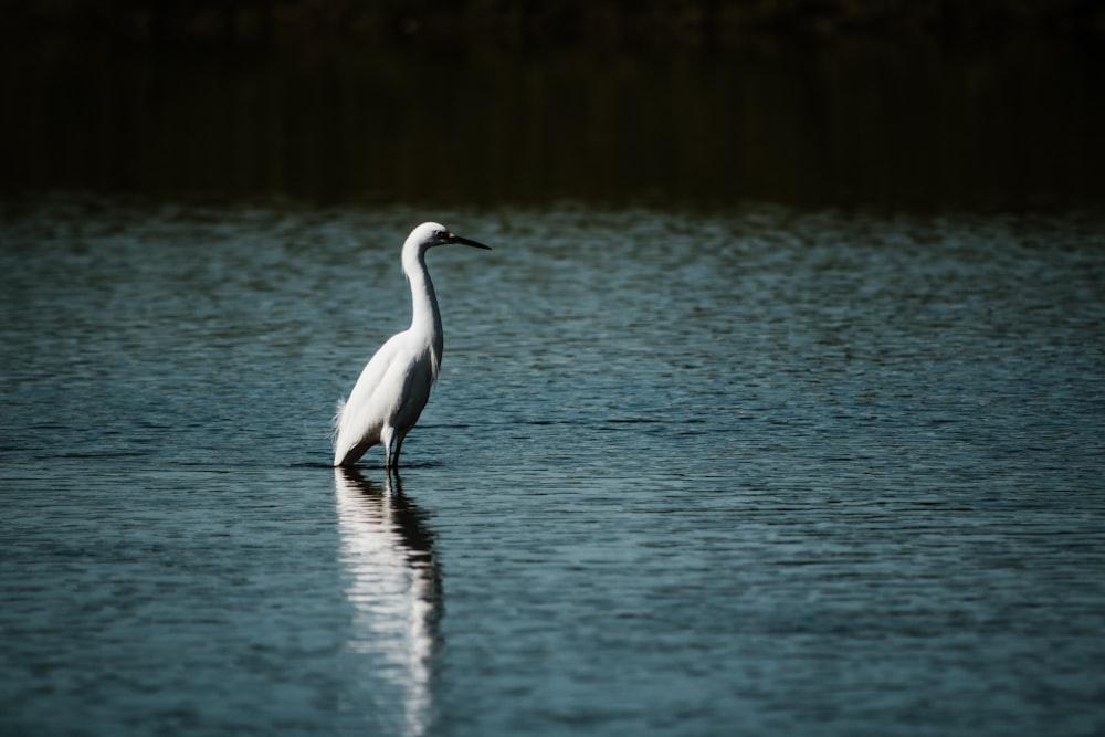 white swan on calm body of water