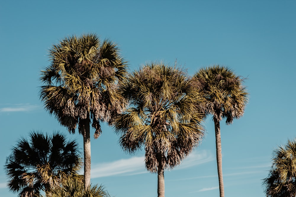 five tall green palm trees under blue sky