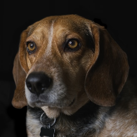 A close-up portrait of a dog with brown and white fur. The dog has large, expressive amber eyes, long ears, and a reflective black nose. The background is dark, highlighting the dog's features.