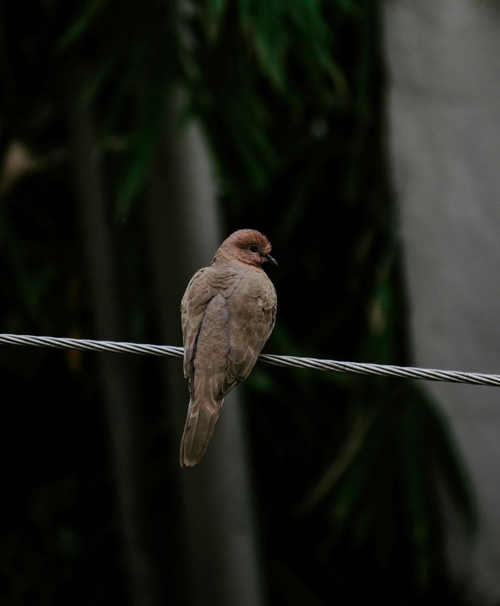 brown bird on gray string