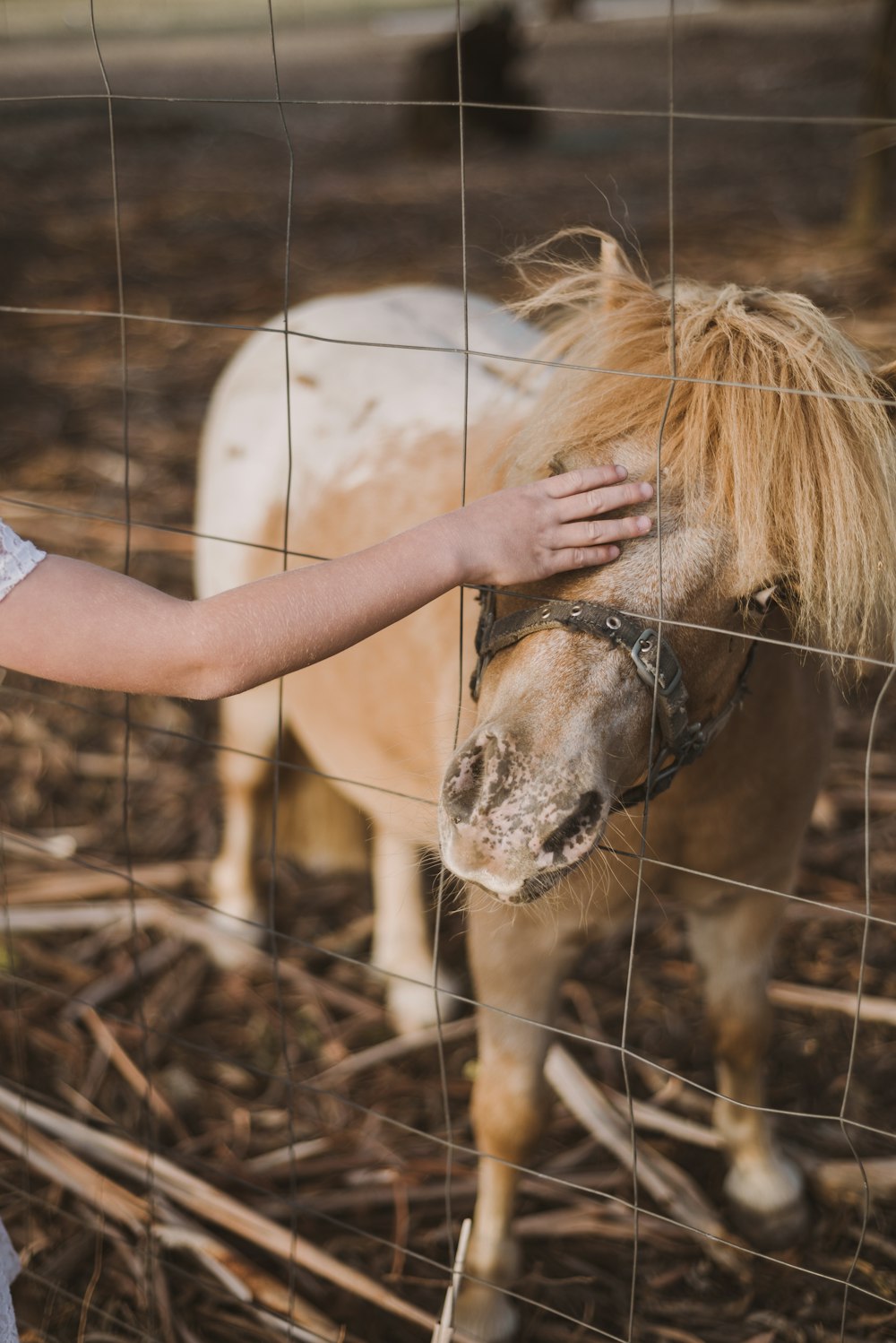a little girl petting a pony through a fence