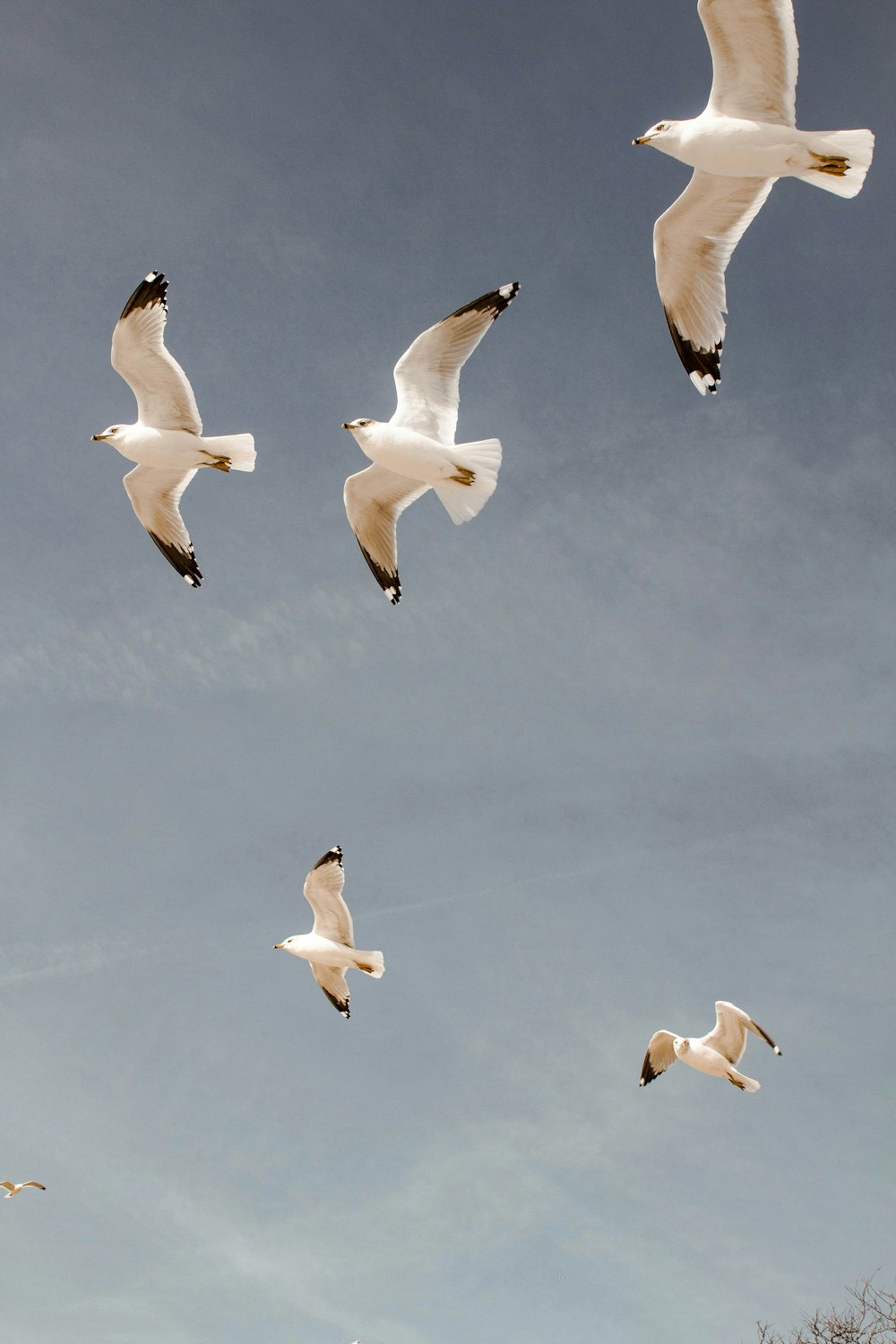 five white birds flying during daytime
