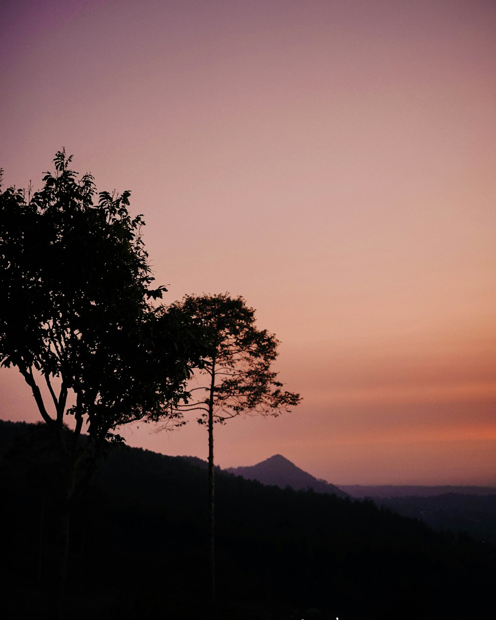 a couple of trees sitting on top of a lush green hillside