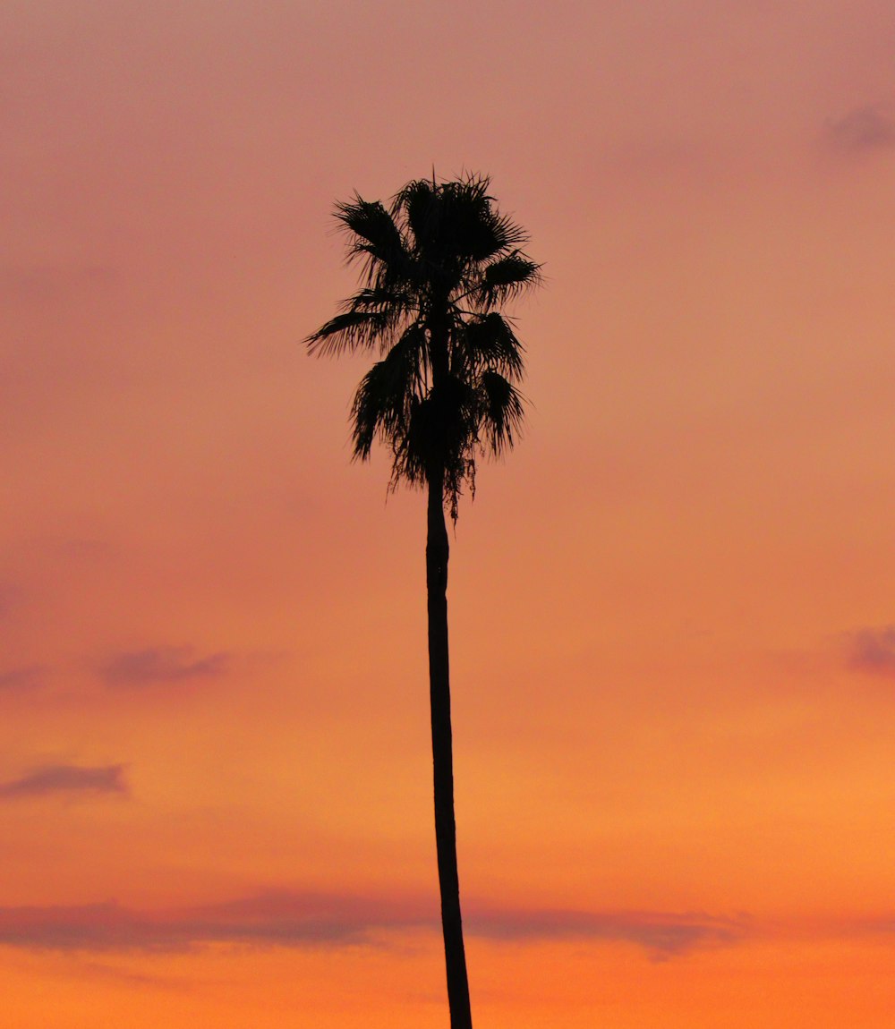silhouette of coconut tree during golden hour