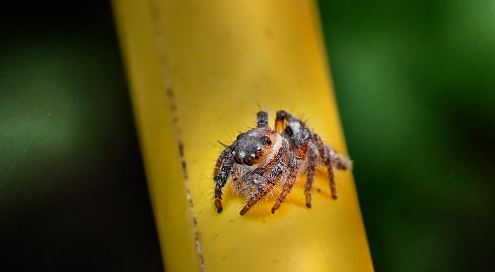 a close up of a spider on a yellow pole