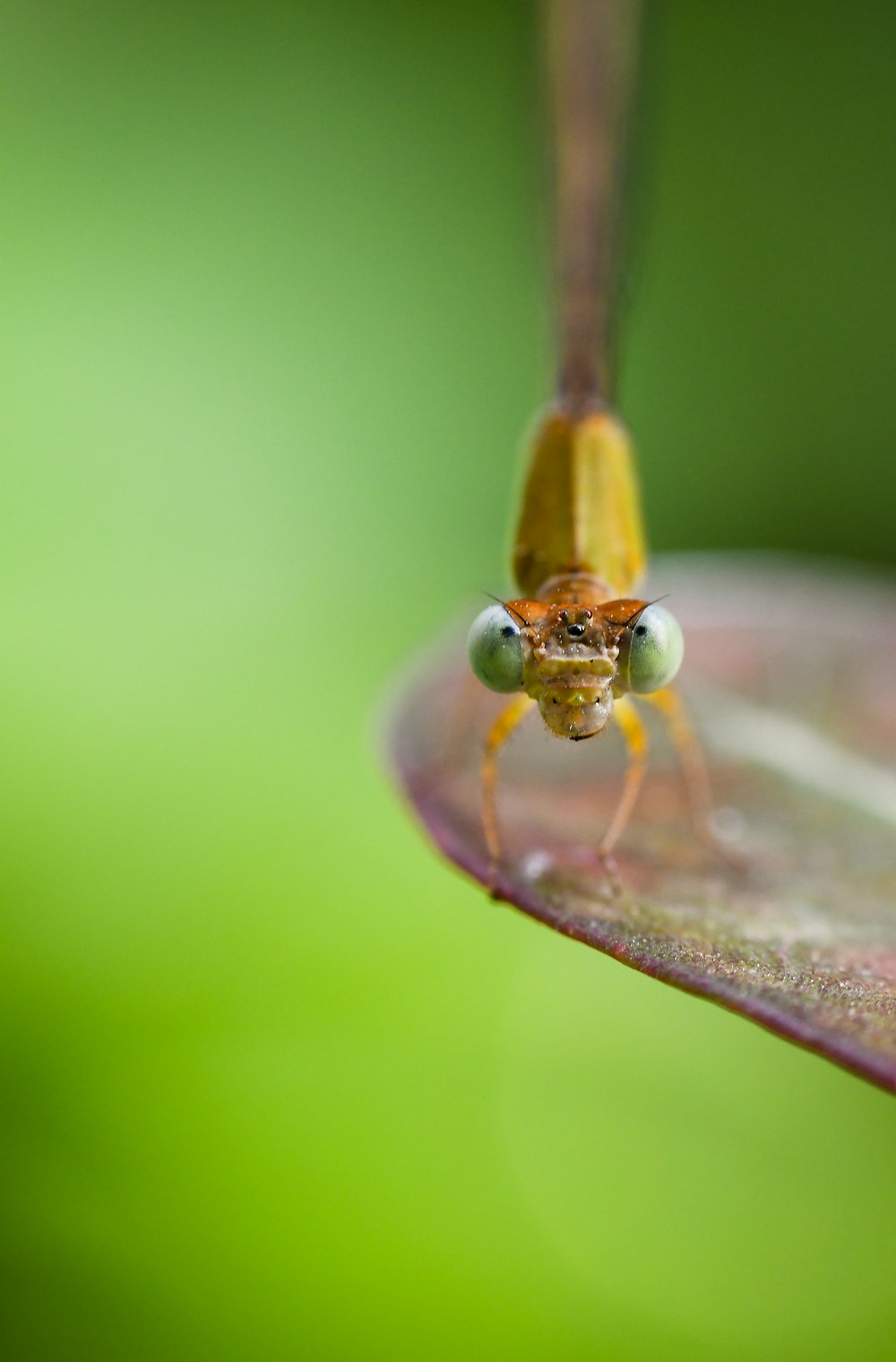 selective focus photography of green dragonfly