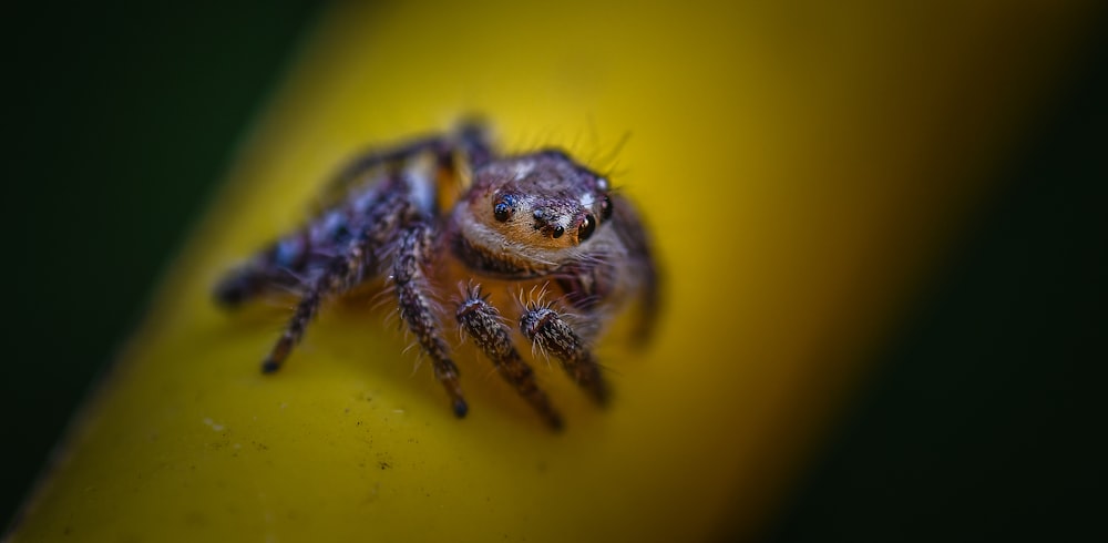 selective focus photography of jumping spider