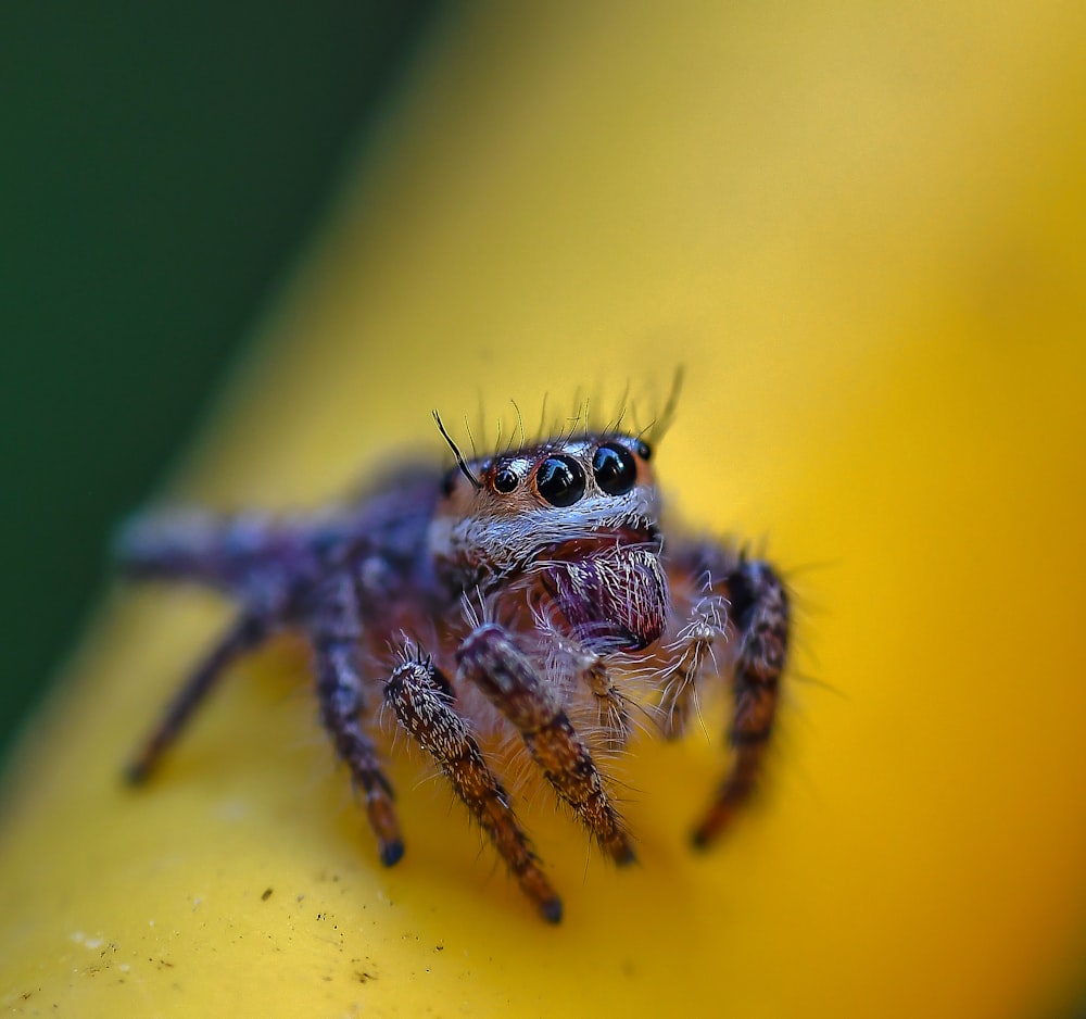 selective focus photography of brown spider