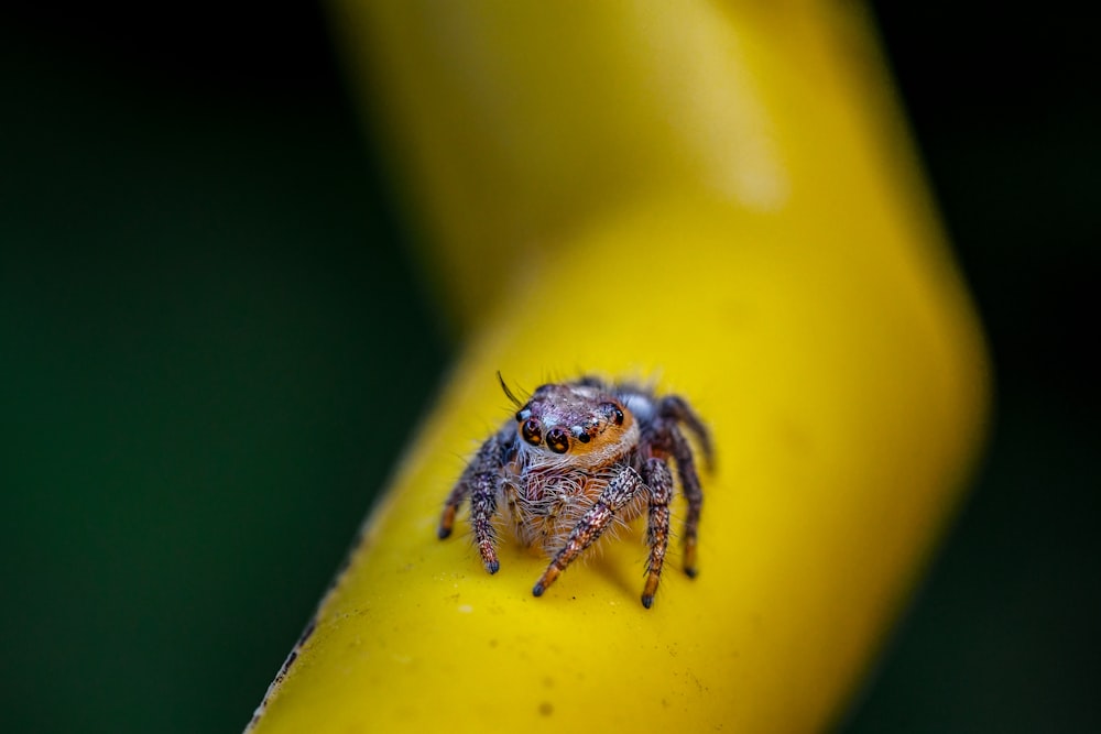 selective focus photography of brown spider