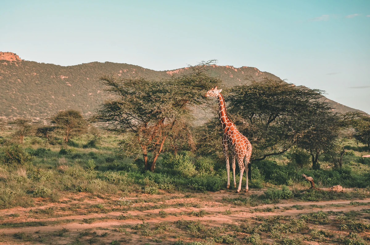 Giraffe feeding on acacia leaves in Kenya during a group game drive