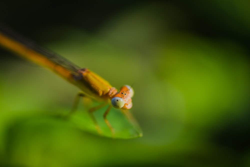 closeup photography of brown dragon fly on leaf