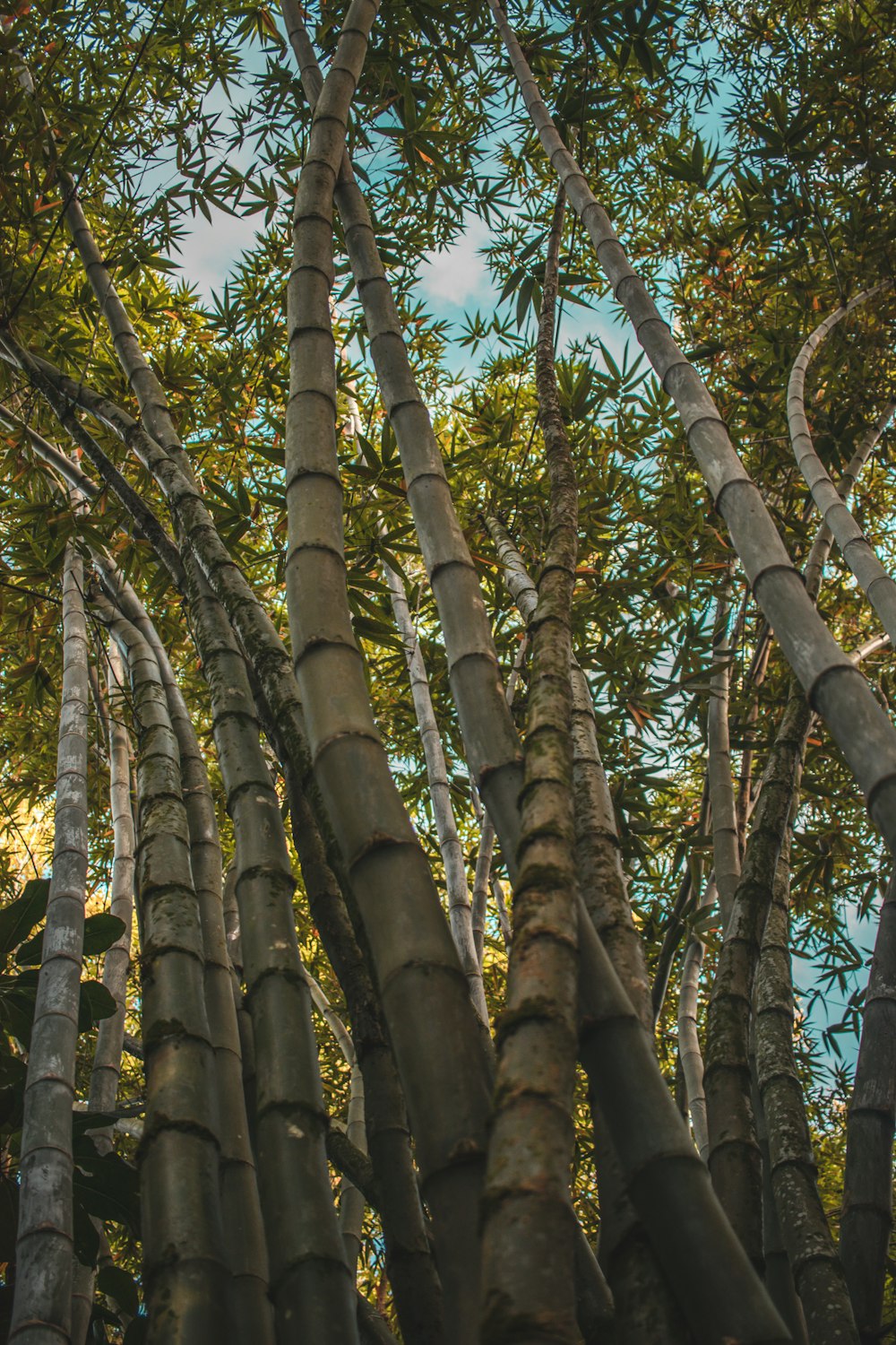 낮 동안 대나무의 로우 앵글 사진