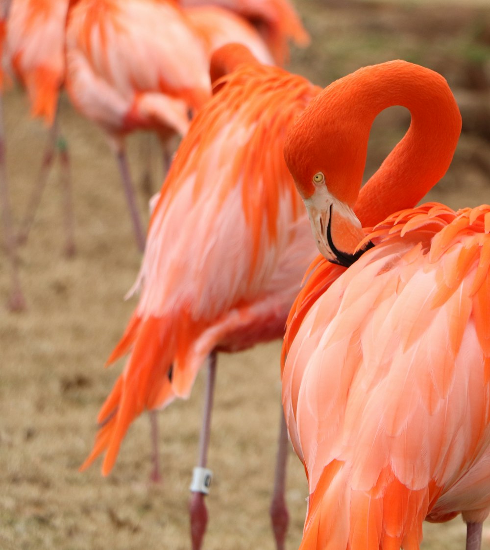 selective focus photography of pink flamingos