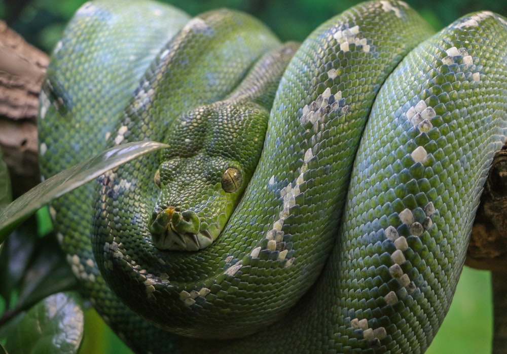Fotografia a fuoco selettiva del serpente verde