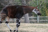 An okapi quietly browsing on leaves among dense green foliage.