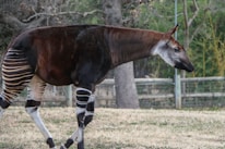 An okapi quietly stepping through the lush undergrowth of its natural habitat.