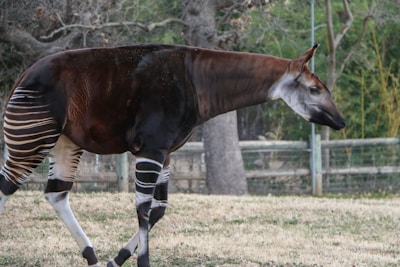 An okapi quietly browsing on leaves among dense green foliage.