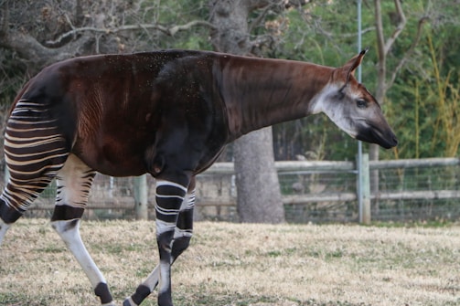An okapi gracefully walking through dense foliage with dappled sunlight filtering through the trees.