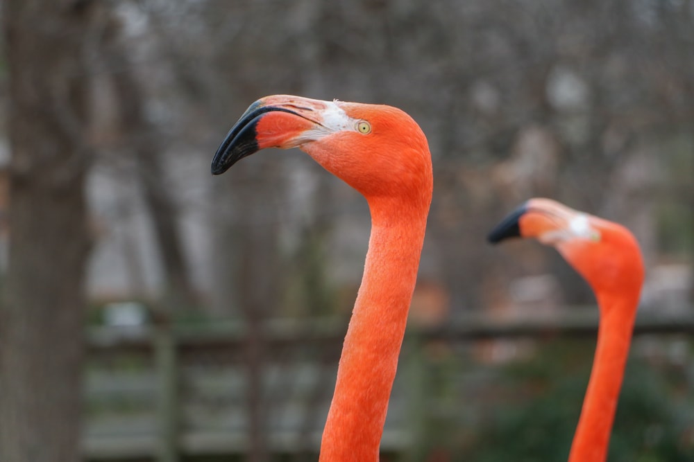 Fotografia de foco seletivo de dois flamingos
