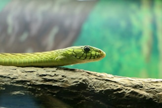 closeup photography of green snake on wood