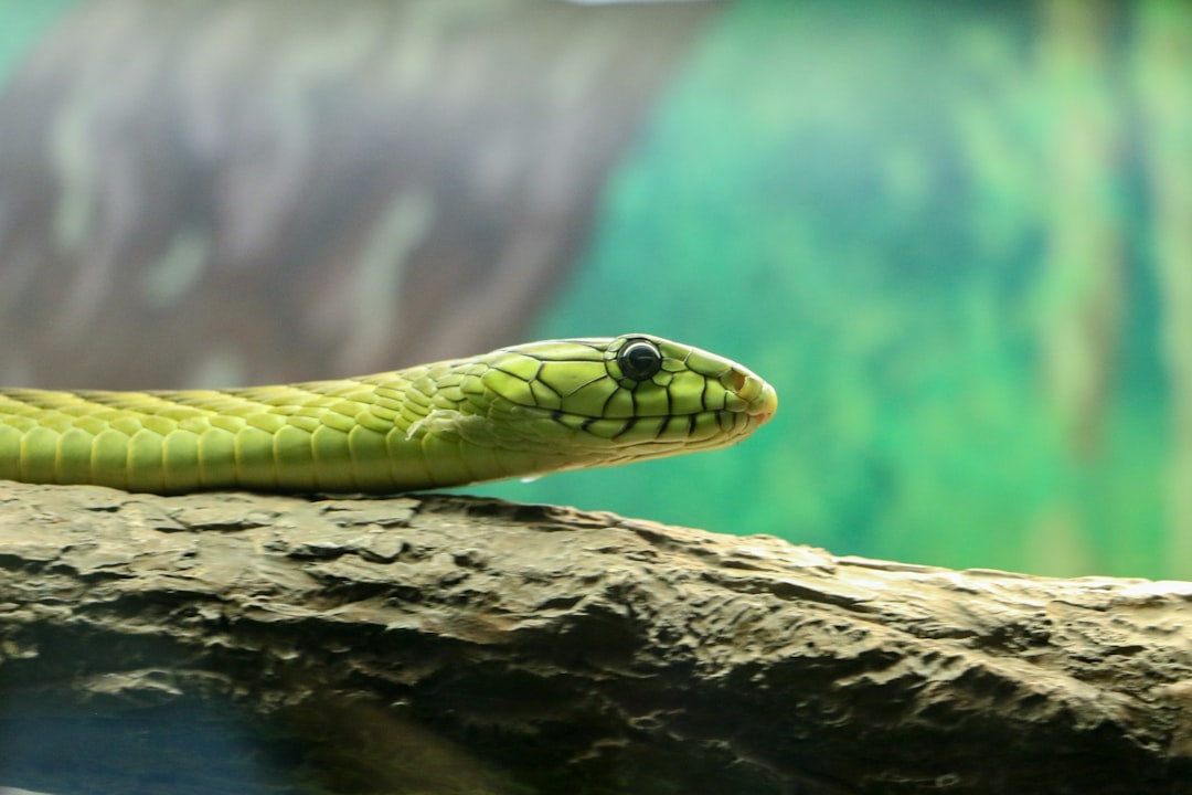 closeup photography of green snake on wood