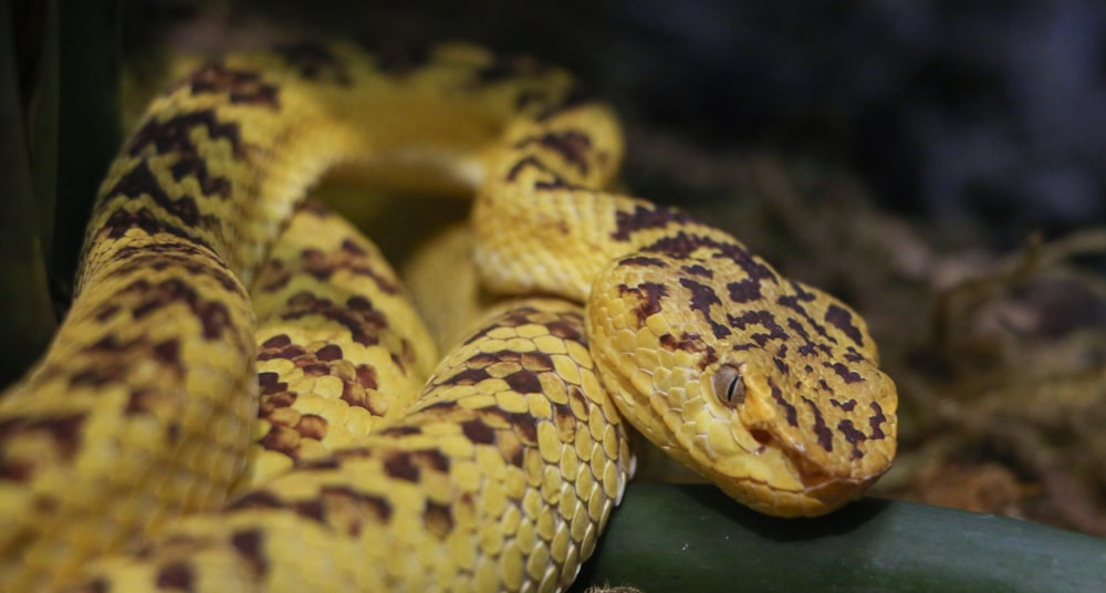 brown and black snake