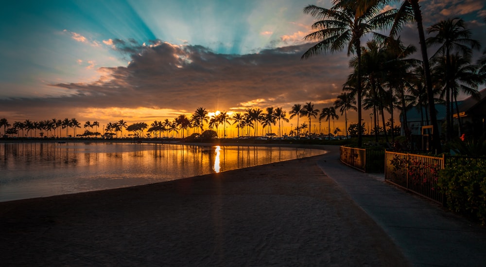 sunlight pierce through palm tree line