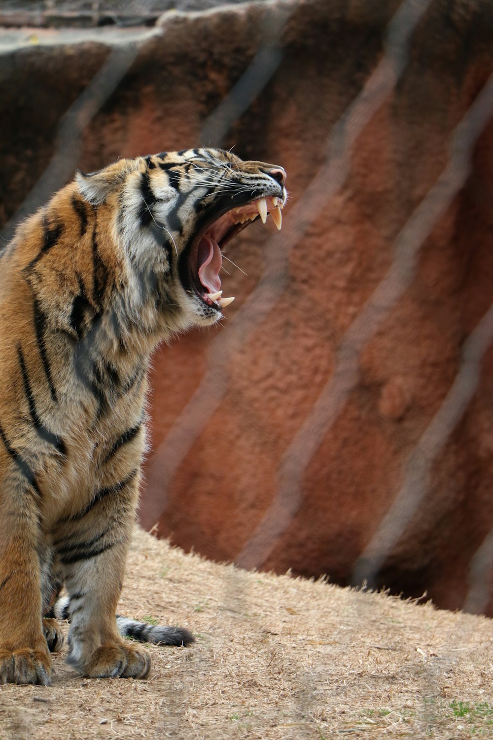 black and brown tiger on cage