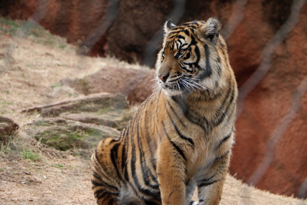 tiger sitting on brown grass during daytime