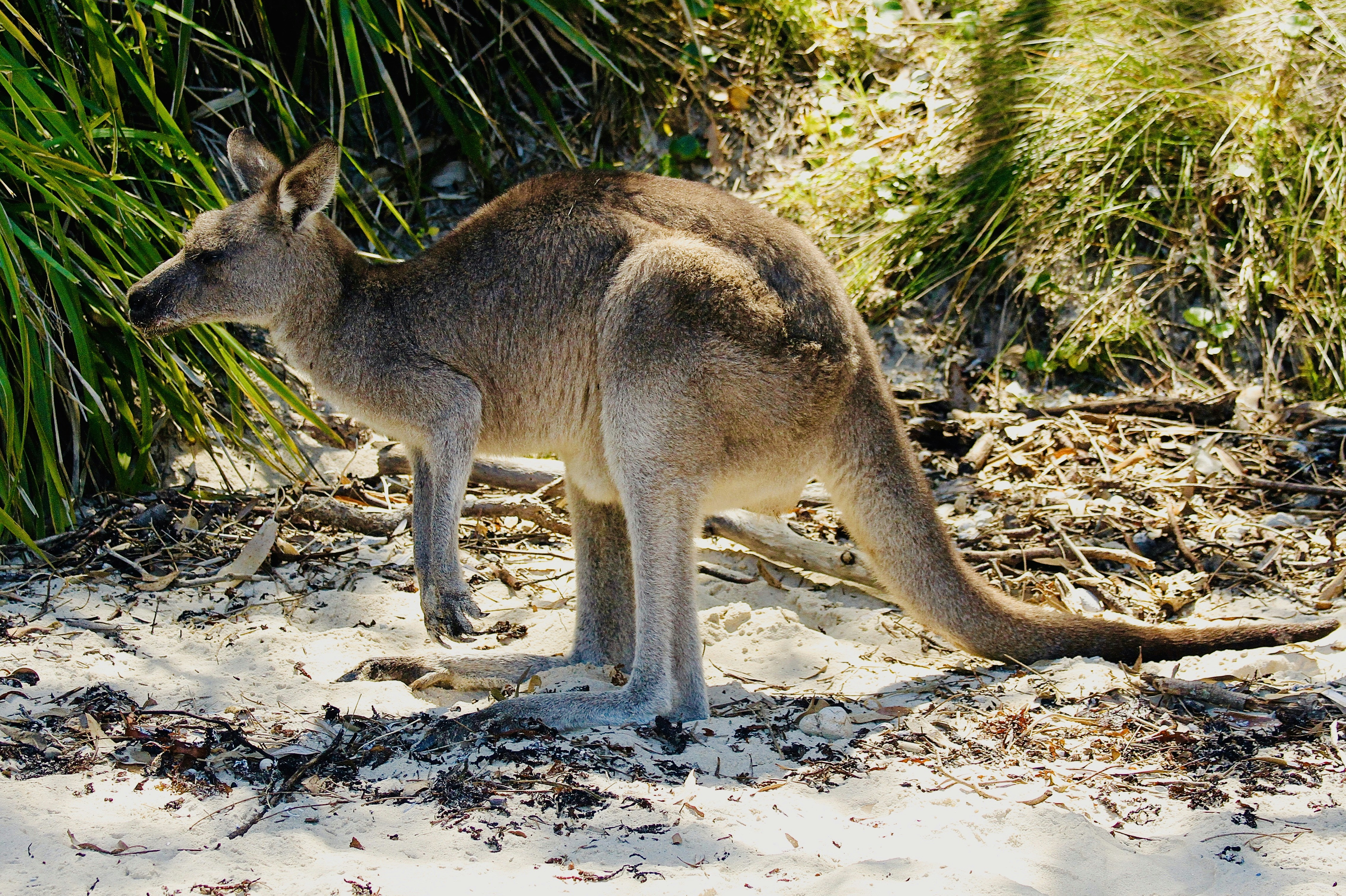Wildlife Encounters on Stradbroke Island