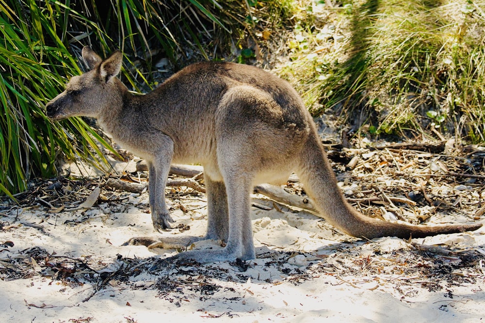 kangaroo near green-leaf plants during daytime
