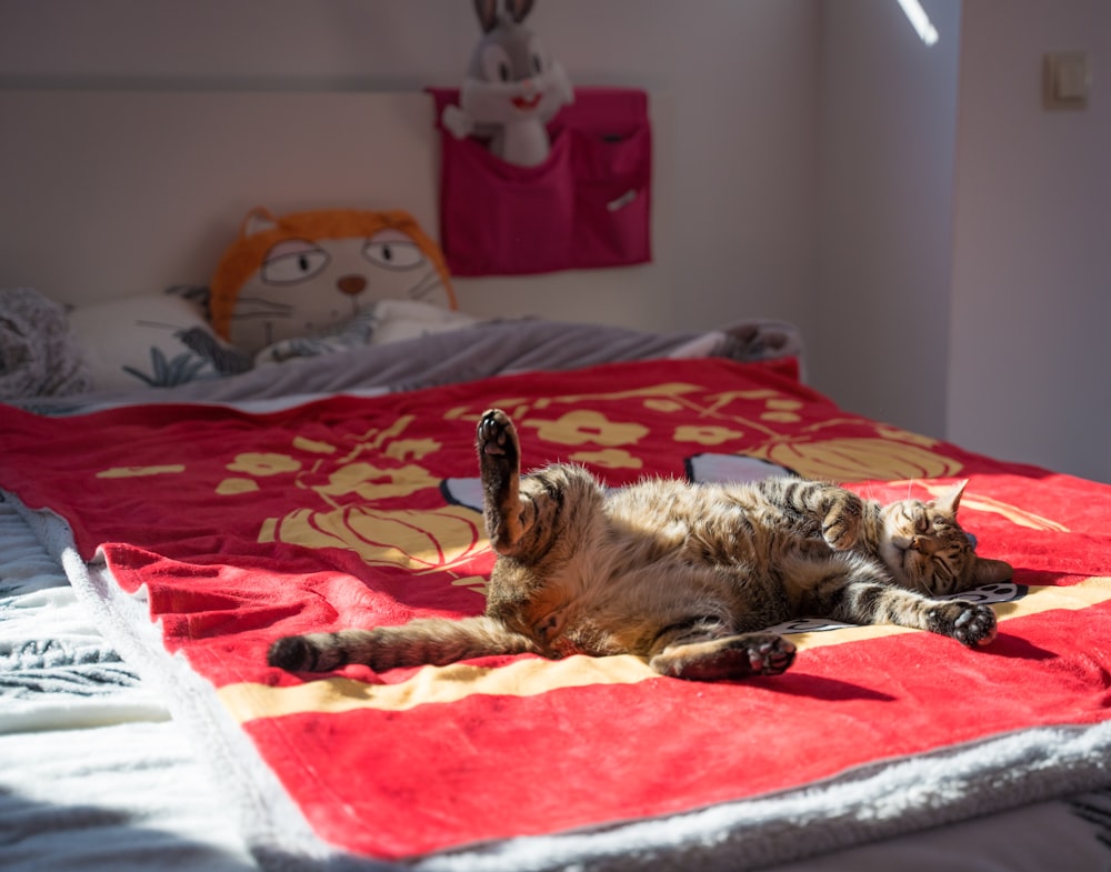 tabby cat on red bedspread