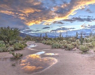 green cactus plants under blue sky