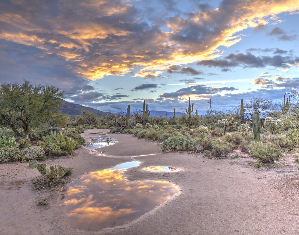 Plantas de cactus verdes bajo el cielo azul